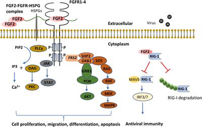 FGF2, an Immunomodulatory Factor in Asthma and Chronic Obstructive Pulmonary Disease (COPD)